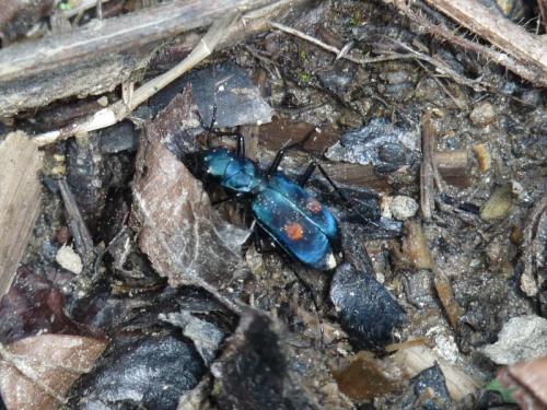 Réf. 256 987 : Pseudoxycheila sp.